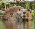 Beaver