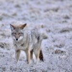 Coyote