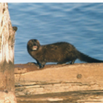 Mink