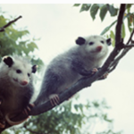 Opossum