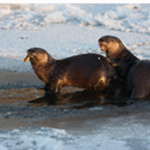 Otter