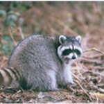 racooon