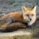 Red Fox