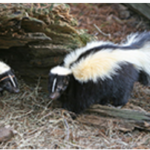 Skunk